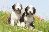 BEARDED COLLIE 004